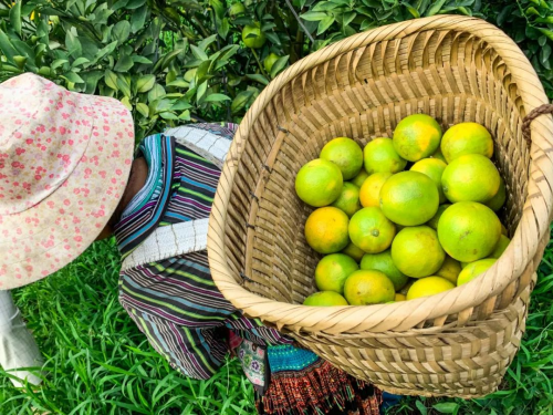 三亚新引进9种“新奇特优”世界热带果树品种